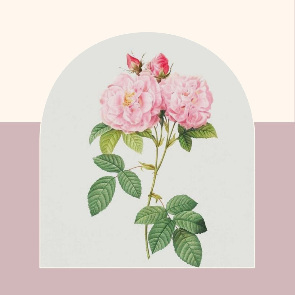 Say Goodbye to Dull Skin with Rose Oil