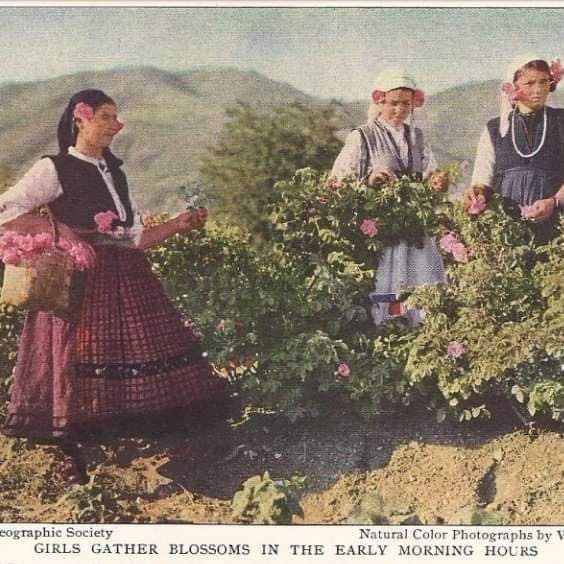 4 Benefits of Rose Oil for Your Skin🌸