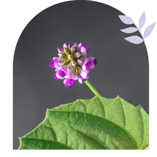 Discover the 3 Skin Changing Benefits of Bakuchiol